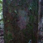 Pouteria brachyandra Kabuk