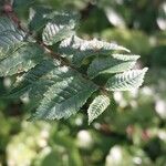 Ulmus pumila Leaf