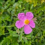 Cistus × incanus Flor