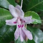 Impatiens manaharensis 花