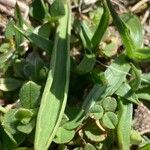 Ranunculus kuepferi Folha