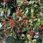 Ilex verticillataFroito