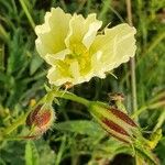 Monsonia longipes Fleur