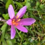 Colchicum multiflorumŽiedas