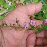 Cuphea ericoides Flor