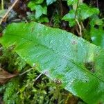 Asplenium scolopendrium Leaf