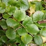 Lysimachia nummularia Blad