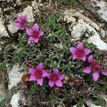 Saxifraga oppositifolia Hábito