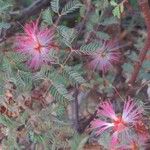 Calliandra eriophylla Lapas