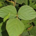 Calopogonium mucunoides Leaf