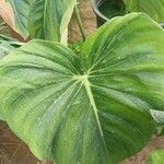 Philodendron gloriosum List