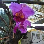 Cattleya lueddemanniana പുഷ്പം