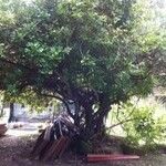 Ficus natalensis Yaprak