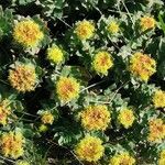 Rhodiola rosea Хабит