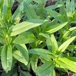 Camelina sativa Leaf