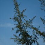 Casuarina equisetifolia عادت داشتن