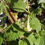 Nepeta govaniana