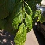 Celtis laevigata Leaf