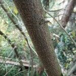 Elaeagnus umbellata Bark