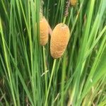 Typha minima Ffrwyth