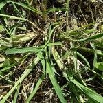 Digitaria sanguinalis Лист