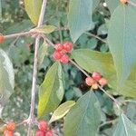 Lonicera maackii Fruit