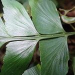 Asplenium hemitomum Hoja