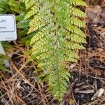 Polystichum makinoi Leaf