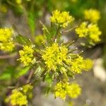 Rorippa palustris Bloem