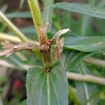 Oenothera stricta ফল