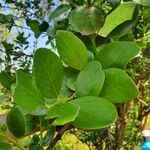 Acokanthera schimperi Blatt