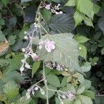 Rubus questieri Flower