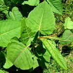 Reynoutria sachalinensis Leaf