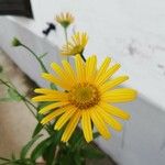 Buphthalmum salicifolium Flower