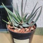 Aloe florenceae Листок