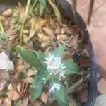 Symphyotrichum ericoides 花