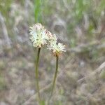 Triantha glutinosa 花