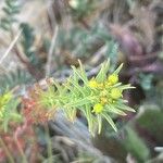 Euphorbia exigua Flower