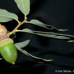 Quercus engelmannii Fruit