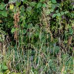 Agrostis gigantea Květ