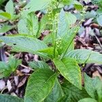 Mercurialis perennis 花