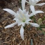 Pancratium maritimum Flower