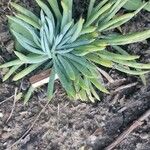 Dudleya densiflora Hoja