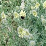 Oxytropis pilosa Květ