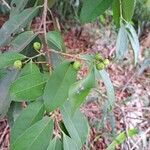 Myrcia multiflora Plod