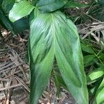 Chamaedorea ernesti-augusti Hoja