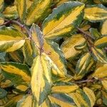 Elaeagnus pungens Leaf