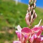 Onobrychis arenaria Blomma