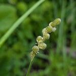Carex tribuloides Flor