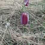 Fritillaria tubaeformis Õis